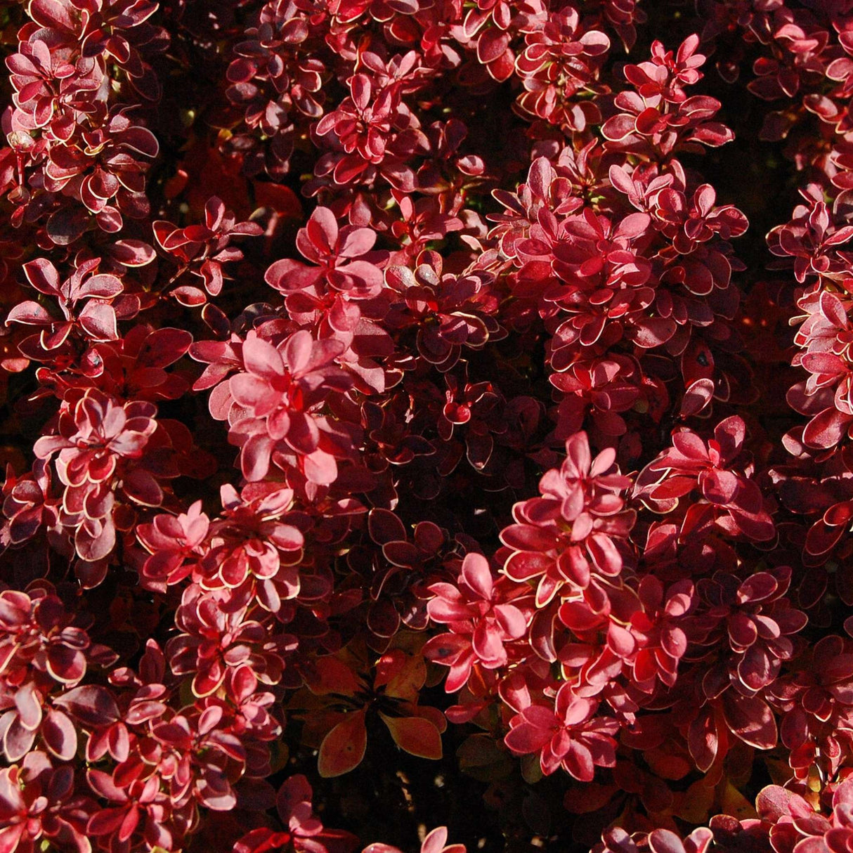Berberis thunbergii f. atropurpurea ‘Admiration’