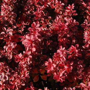 Berberis thunbergii f. atropurpurea ‘Admiration’