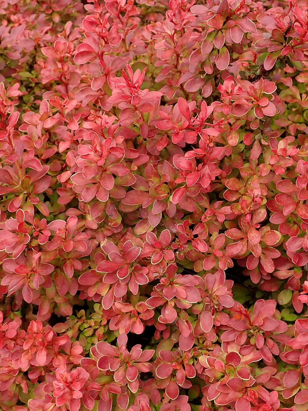 Berberis thunbergii f. atropurpurea ‘Admiration’