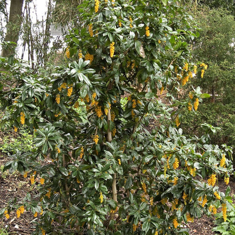 Berberis valdiviana