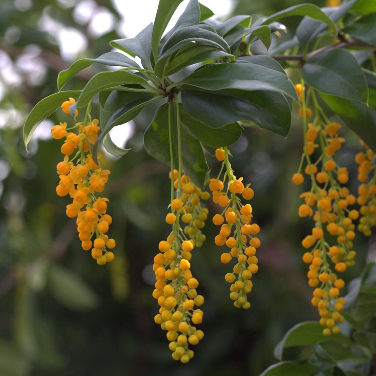 Berberis valdiviana