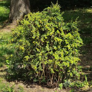 Berberis verruculosa