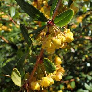 Berberis verruculosa