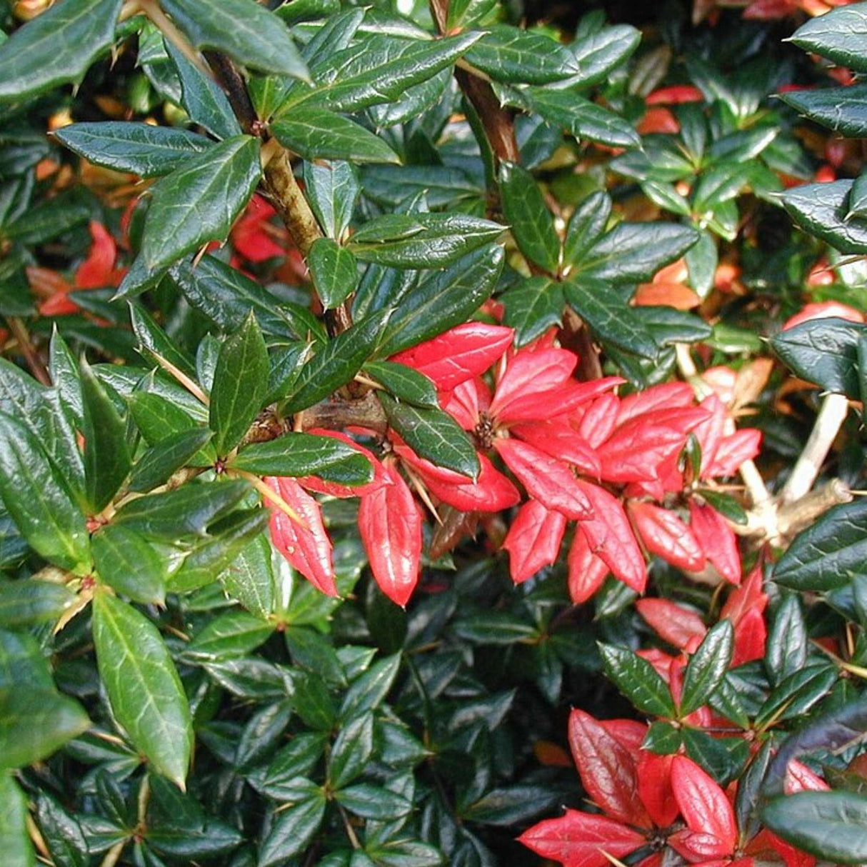 Berberis verruculosa