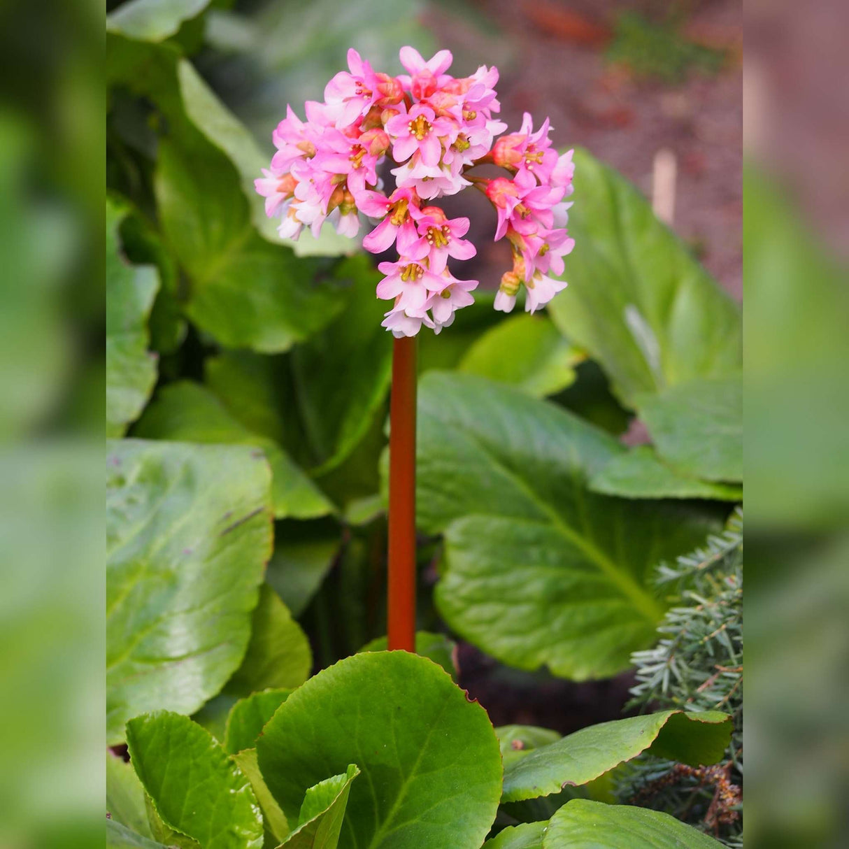 Bergenia ‘Baby Doll’