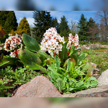 Bergenia ‘Bressingham White’