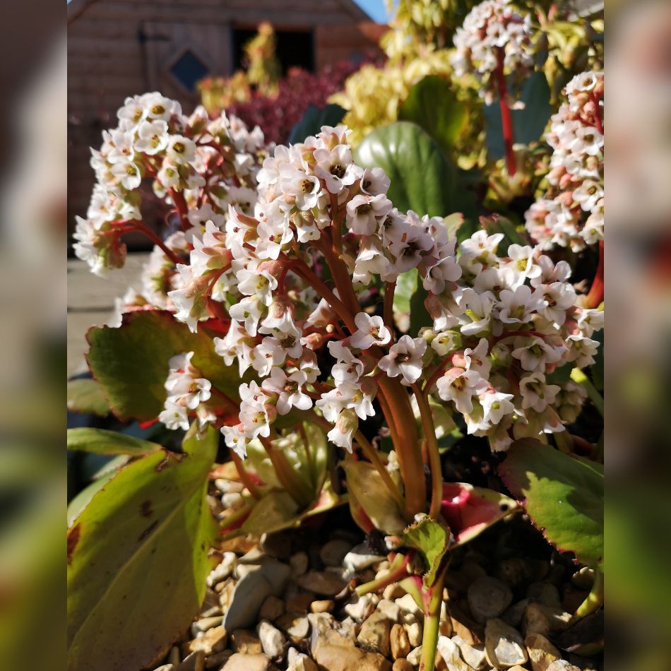 Bergenia ‘Bressingham White’