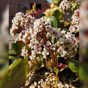 Bergenia ‘Bressingham White’