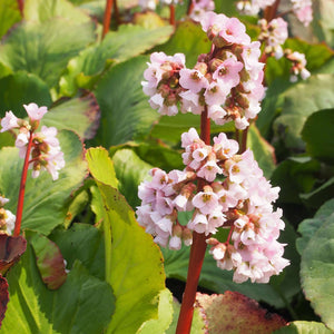 Bergenia cordifolia