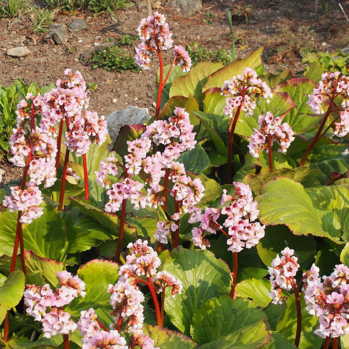 Bergenia cordifolia