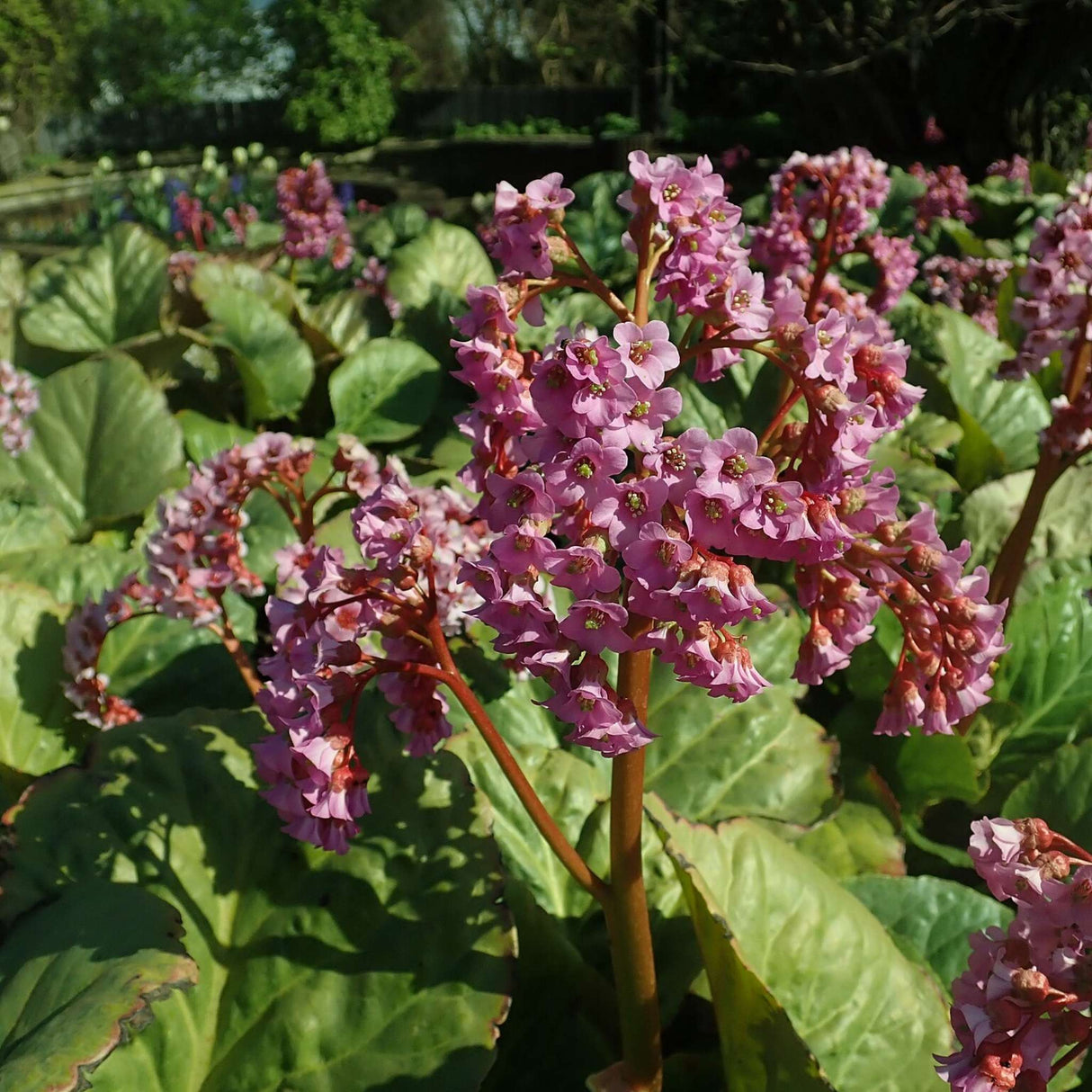 Bergenia cordifolia