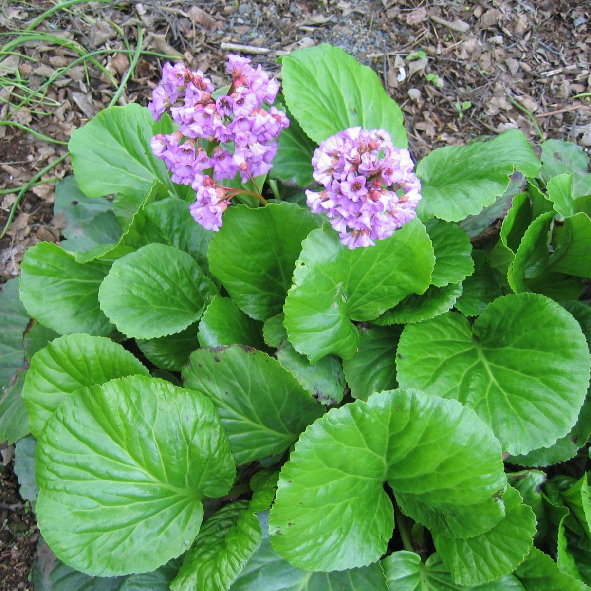 Bergenia cordifolia