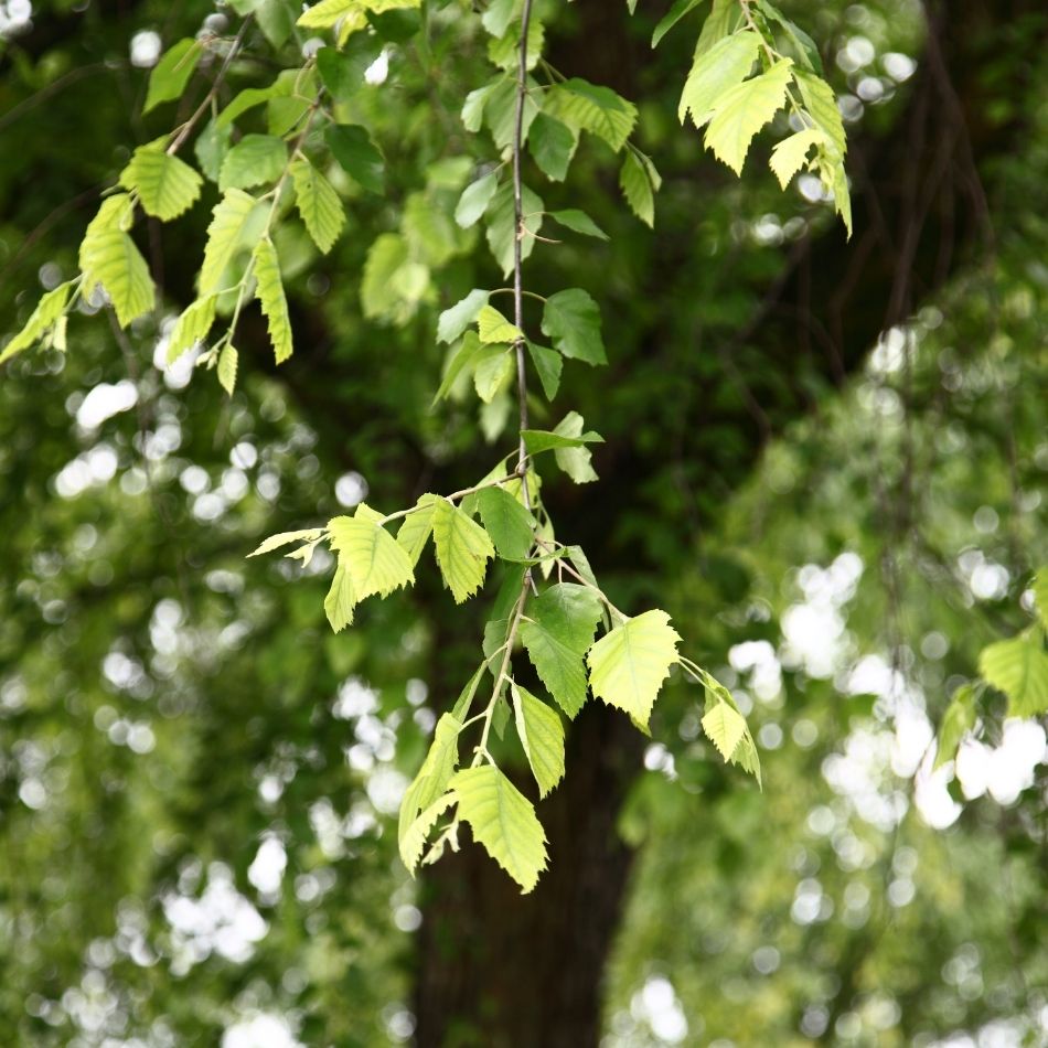 Betula nigra