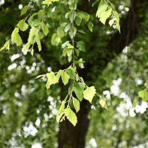 Betula nigra