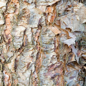 Betula nigra