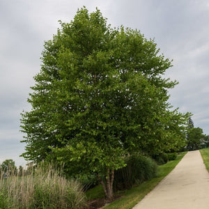 Betula nigra