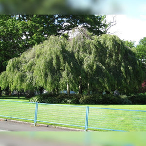 Betula pendula subsp. pendula ‘Youngii’
