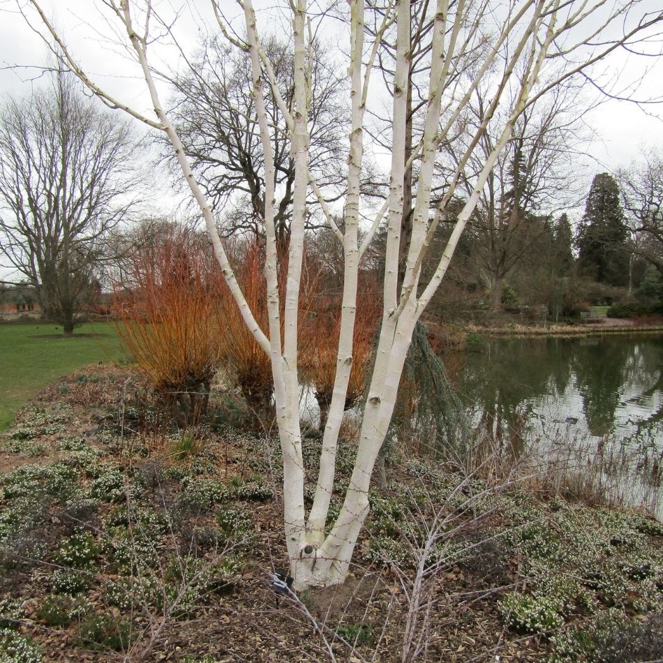 Betula utilis subsp. jacquemontii