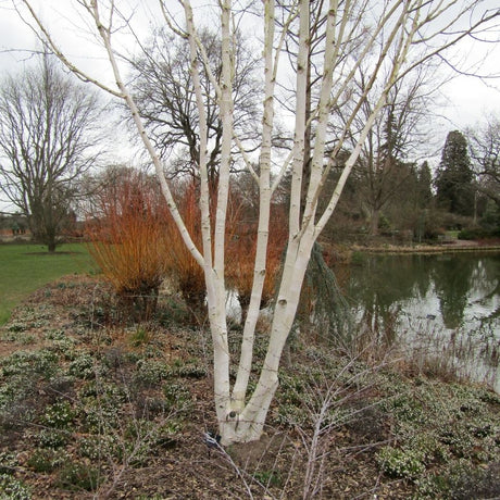 Betula utilis subsp. jacquemontii