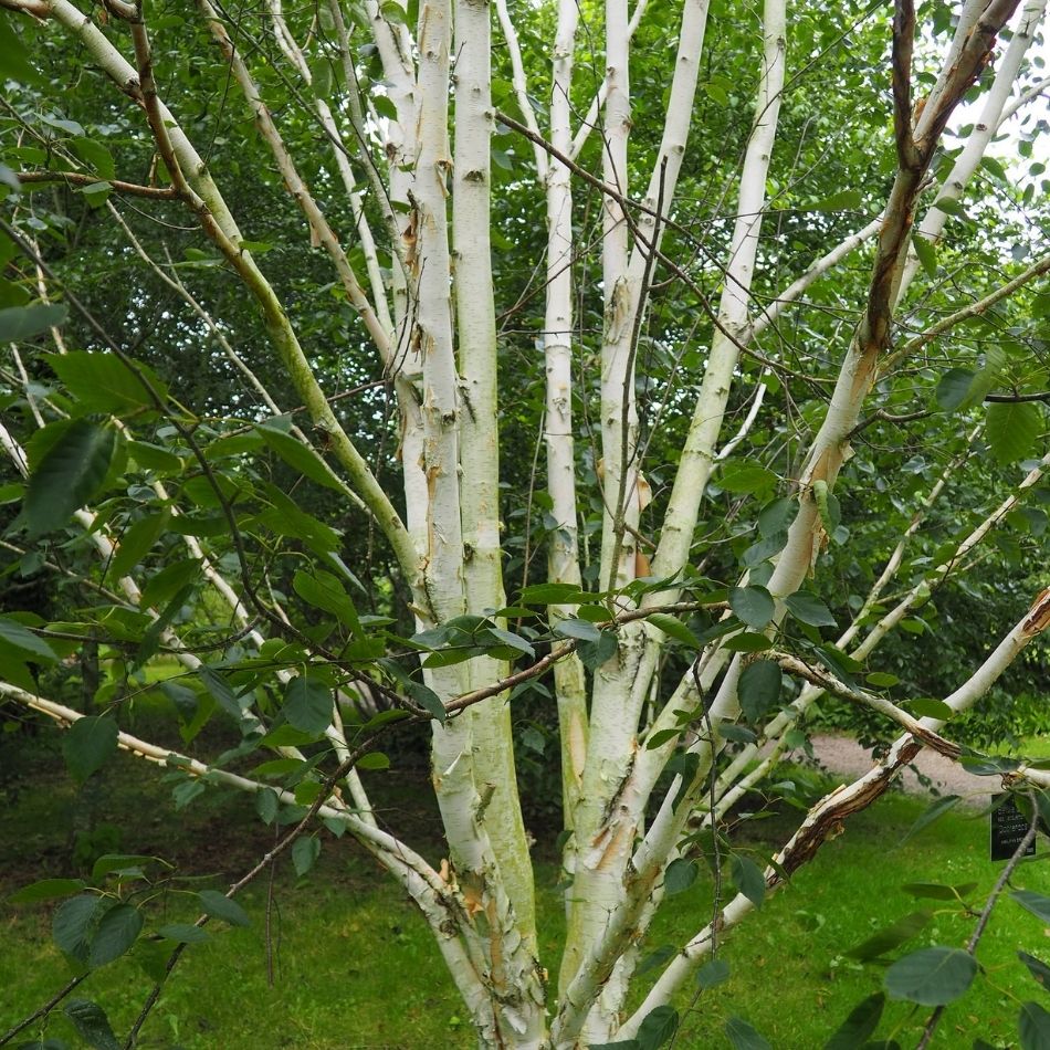 Betula utilis subsp. jacquemontii