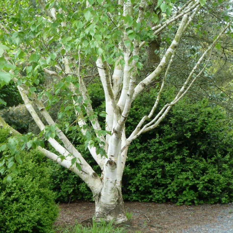 Betula utilis subsp. jacquemontii