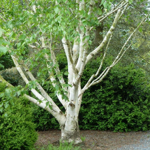 Betula utilis subsp. jacquemontii
