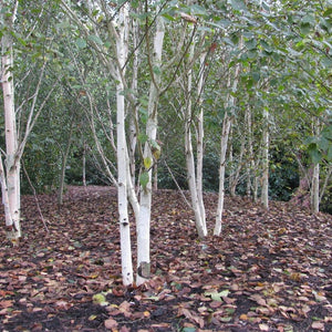 Betula utilis subsp. jacquemontii