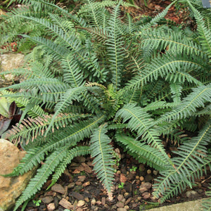 Blechnum medium