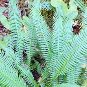 Blechnum spicant