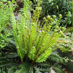 Blechnum spicant