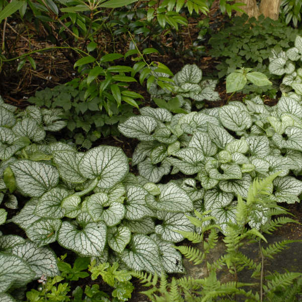Brunnera macrophylla ‘Jack Frost’