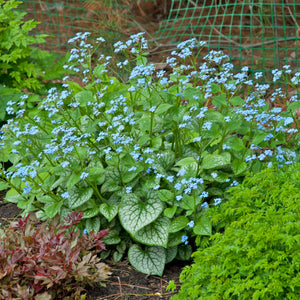 Brunnera macrophylla ‘Jack Frost’