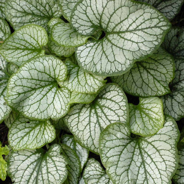 Brunnera macrophylla ‘Jack Frost’