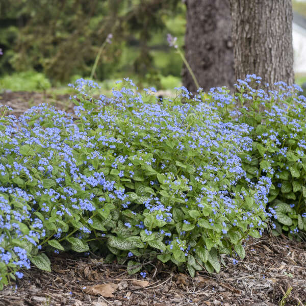 Brunnera macrophylla ‘Jack of Diamonds’