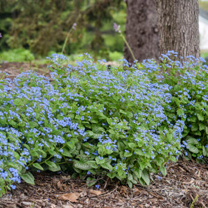 Brunnera macrophylla ‘Jack of Diamonds’
