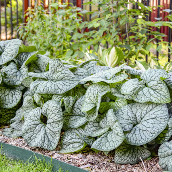 Brunnera macrophylla ‘Jack of Diamonds’