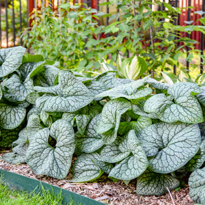 Brunnera macrophylla ‘Jack of Diamonds’