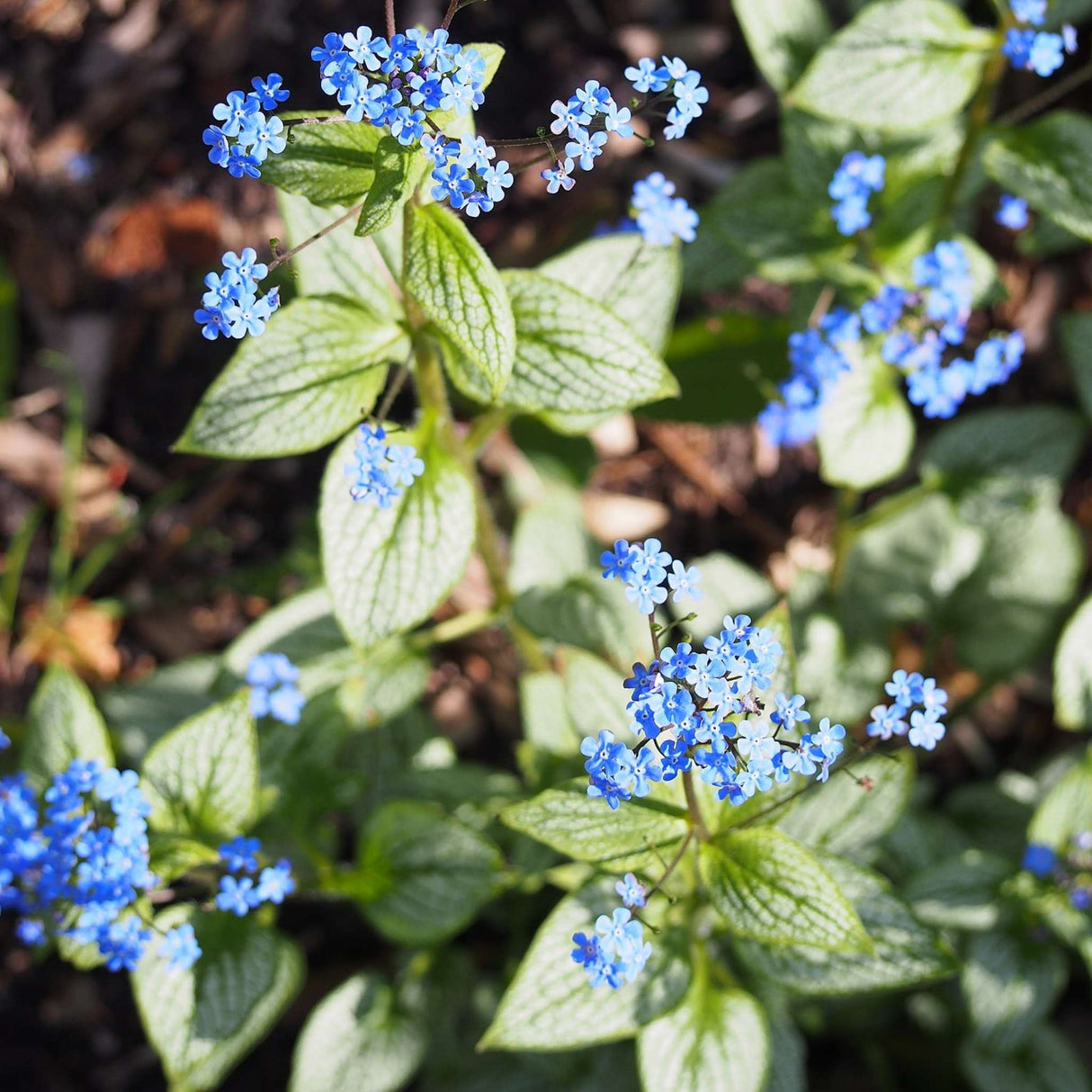 Brunnera macrophylla ‘Silver Heart’