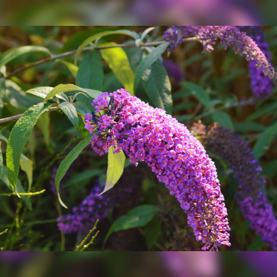Buddleja davidii ‘Border Beauty’