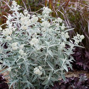 Buddleja ‘Silver Anniversary’