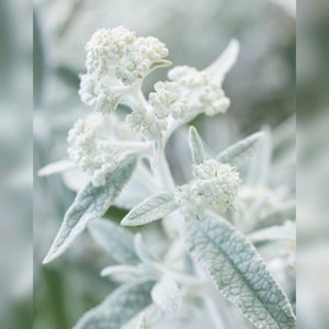 Buddleja ‘Silver Anniversary’