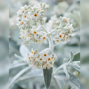 Buddleja ‘Silver Anniversary’