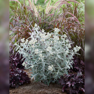 Buddleja ‘Silver Anniversary’
