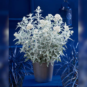 Buddleja ‘Silver Anniversary’