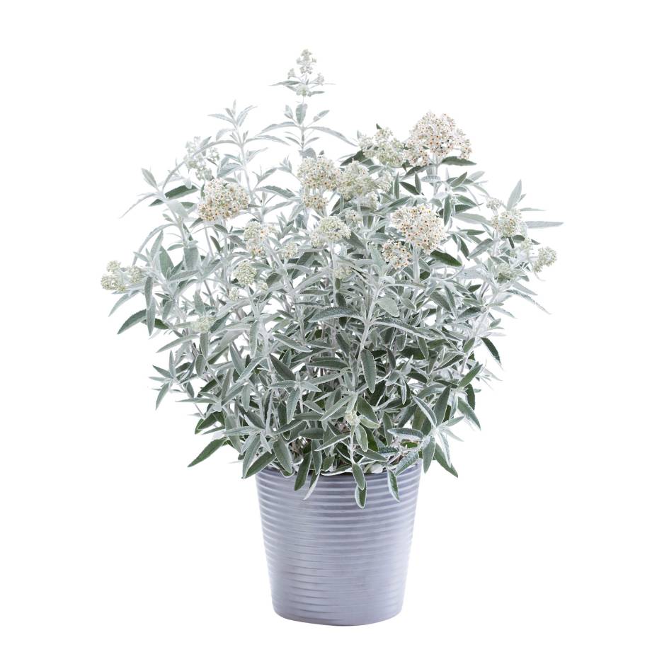 Buddleja ‘Silver Anniversary’