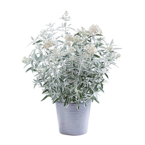 Buddleja ‘Silver Anniversary’