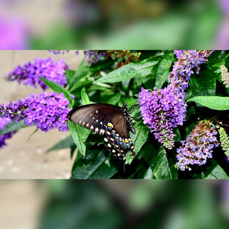 Buddleja davidii ‘Lochinch’