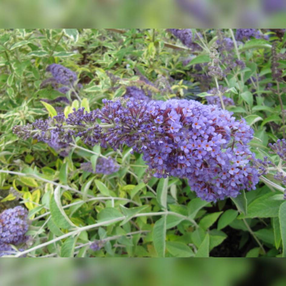 Buddleja davidii ‘Lochinch’