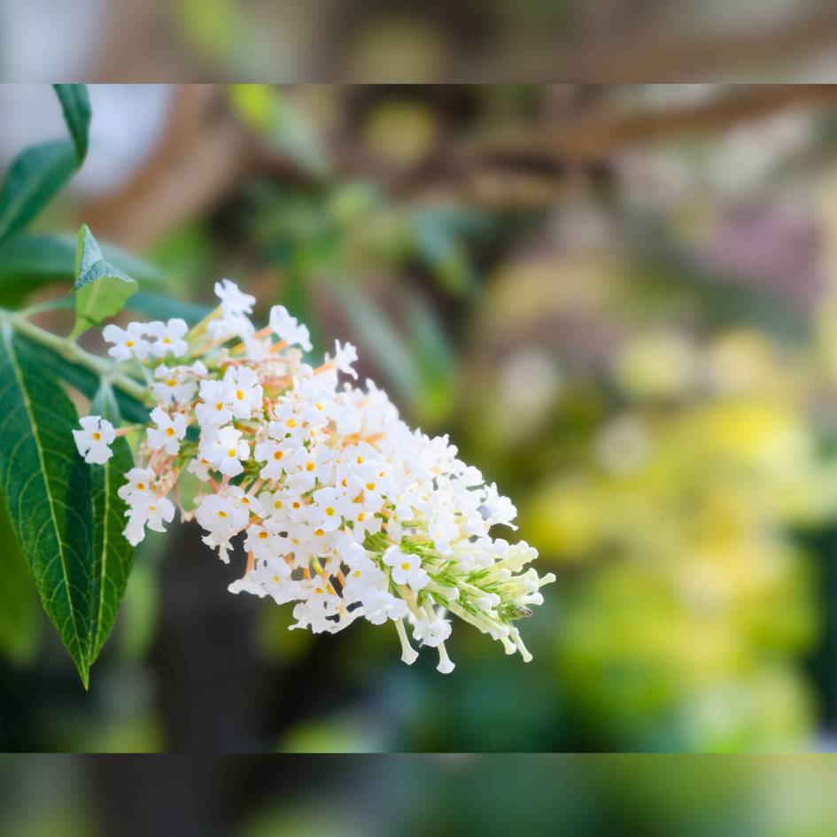 Buddleja davidii ‘Nanho White’