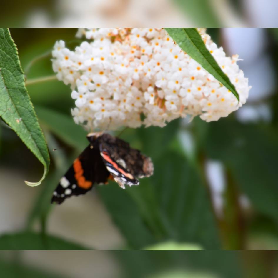Buddleja davidii ‘Nanho White’